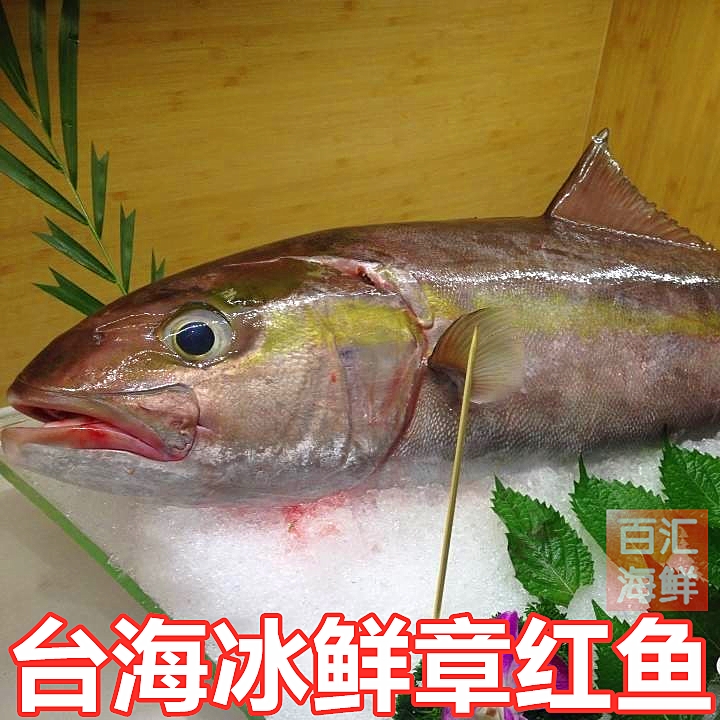 【海钓章红鱼】9-10斤/条 冰鲜鱼油甘鱼青甘鱼黄狮鱼切片刺身寿司