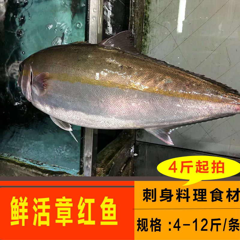 鲜活油红甘鱼 新鲜章红鱼 黄狮鱼 生海鱼刺身平均4-12斤/条整条出