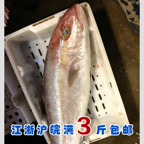 石浦海鲜 东海野生新鲜度及佳章红鱼大红甘鱼 黄狮鱼  可生鱼片