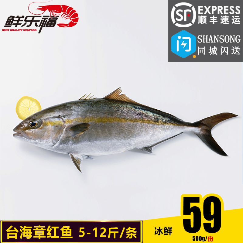 台海鲜活章红鱼 油红甘鱼 狮鱼鲜活海鱼刺身 平均9到12斤一条热卖