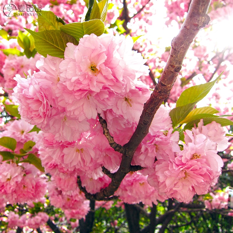 樱花树苗重瓣关山樱大苗室外耐寒植物花卉庭院种植盆栽日本晚樱