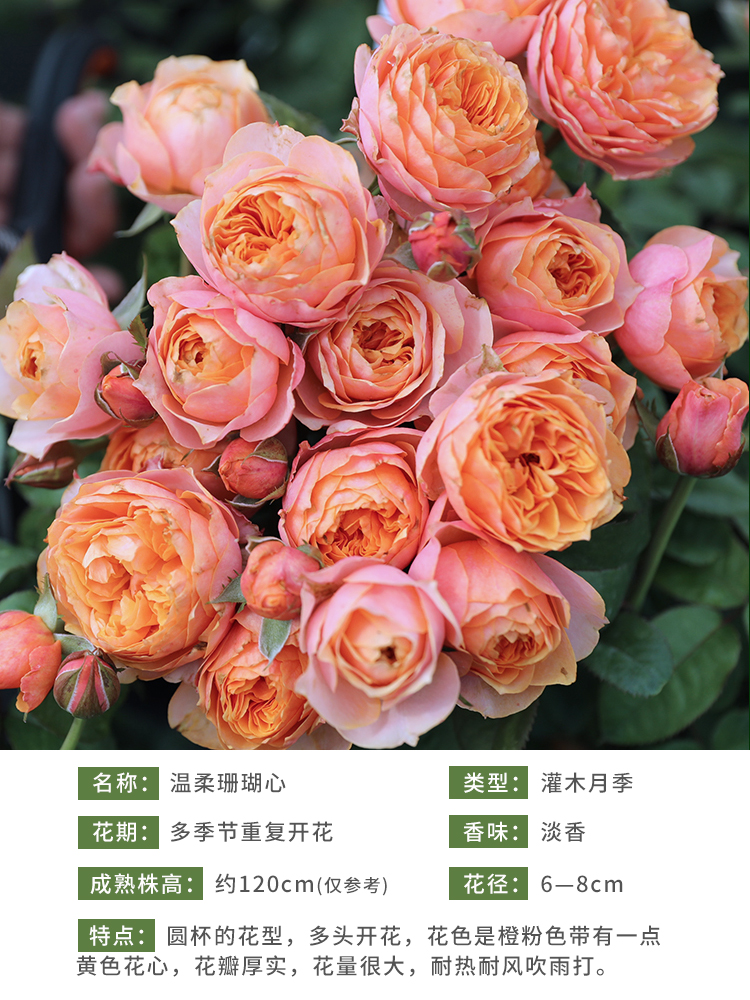 惠惠的花园月季莫奈焦糖古董阳台灌木四季开花庭院露台盆栽玫瑰