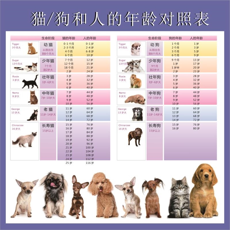 猫/狗和人的年龄对照表 装饰画 狗狗年龄和人类年龄对照表海报