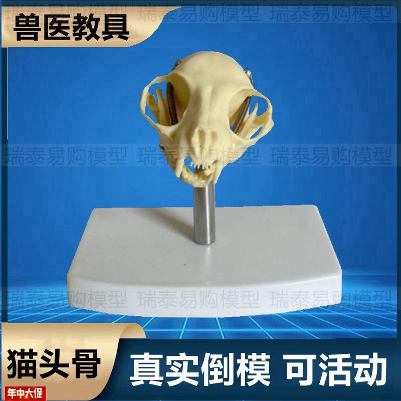 猫头骨模型仿真塑胶材质骨头标本A真实倒模可活动猫科宠物动物犬
