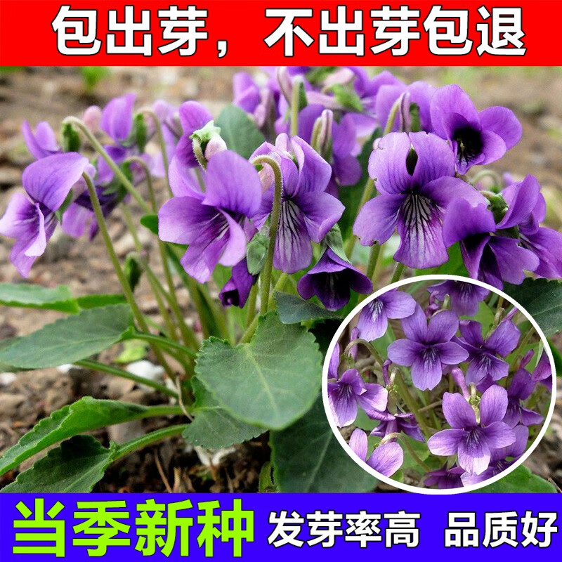 紫花地丁可做彩色草坪紫花地丁草种苗紫花地丁草种子犁头草鸡口舌