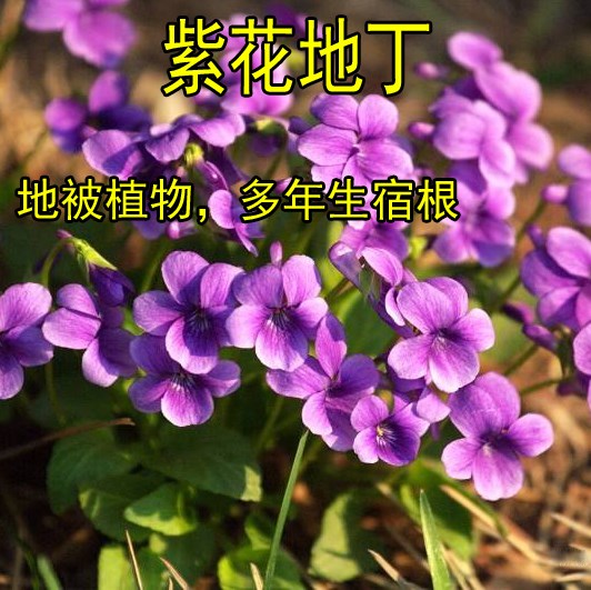 紫花地丁可做彩色草坪紫花地丁草种苗紫花地丁草种子犁头草鸡口舌