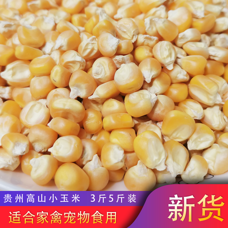 23年贵州玉米粒3斤5斤小颗粒优质鸽粮鸡鸭鹅饲料原料家禽粮食包谷