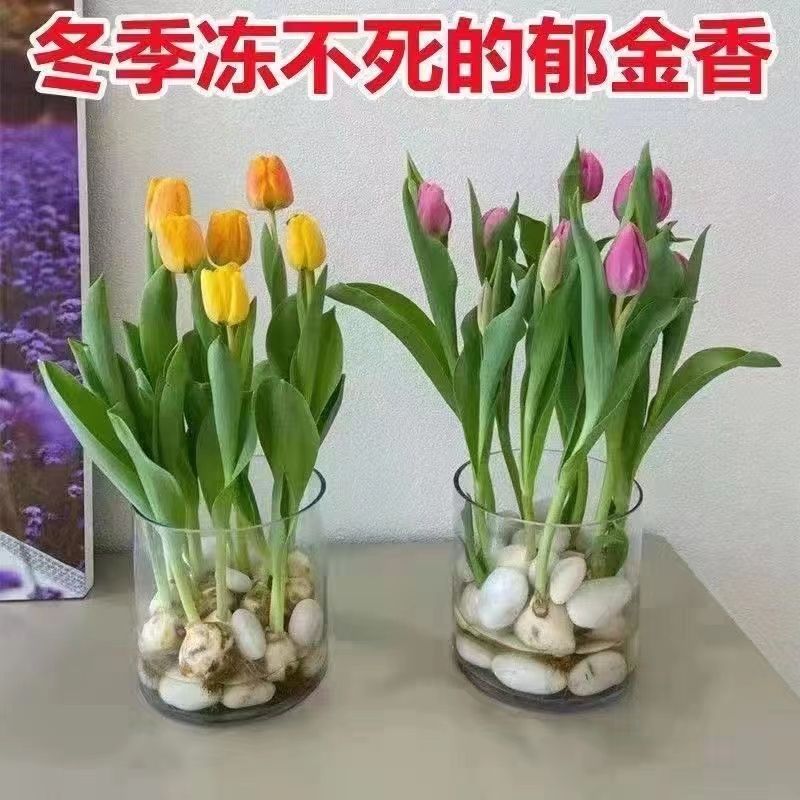 郁金植物图片