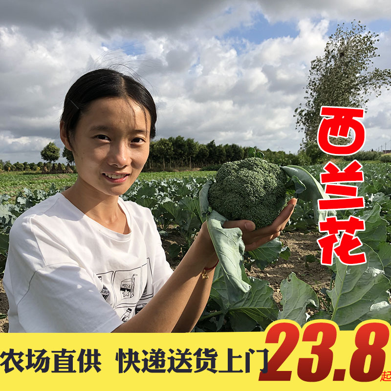 晓玲农场新鲜现摘西兰花西蓝花绿花菜青花椰菜菜花时令蔬菜3斤