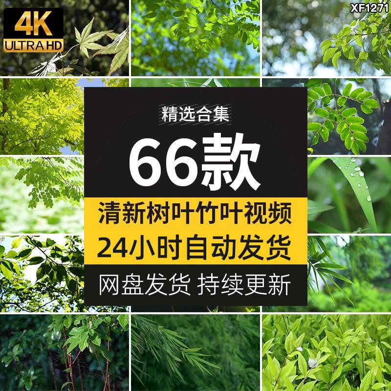 4K小清新绿叶树叶自然风景竹叶春天唯美意境美景绿色叶子视频素材