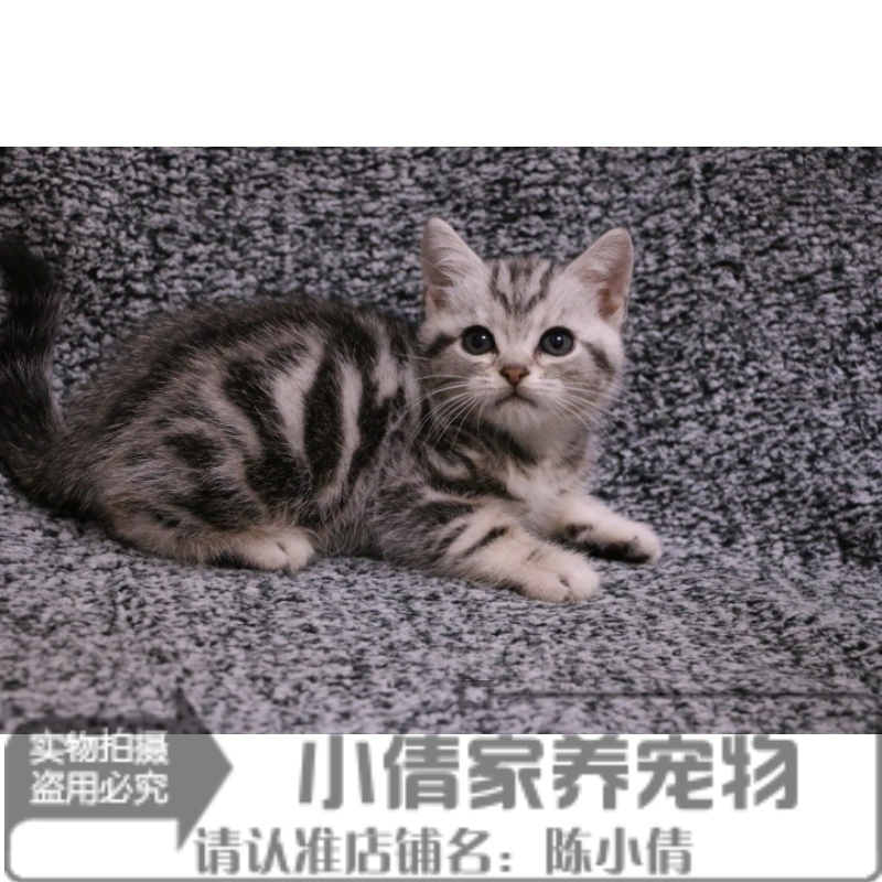 自家繁殖纯种宠物猫美国短毛猫活体幼猫美短标斑银虎斑美短弟弟x