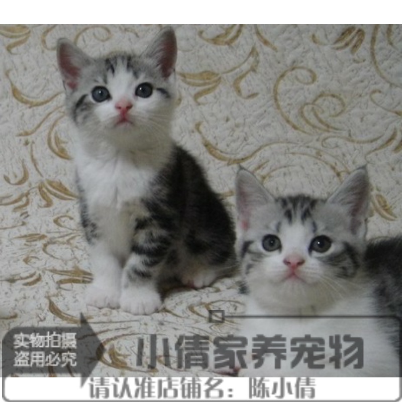 美国短毛猫活体幼猫美短加白美短标斑宠物猫活体起司猫银虎斑x