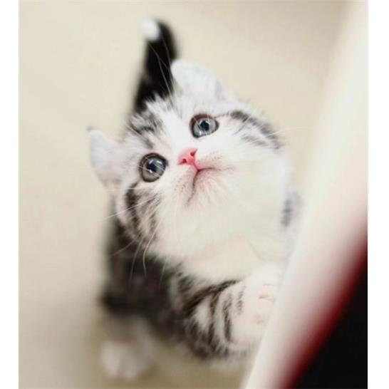 美短猫纯种可以抱的干净可爱宠物猫美短加白起司猫虎斑标斑短毛猫