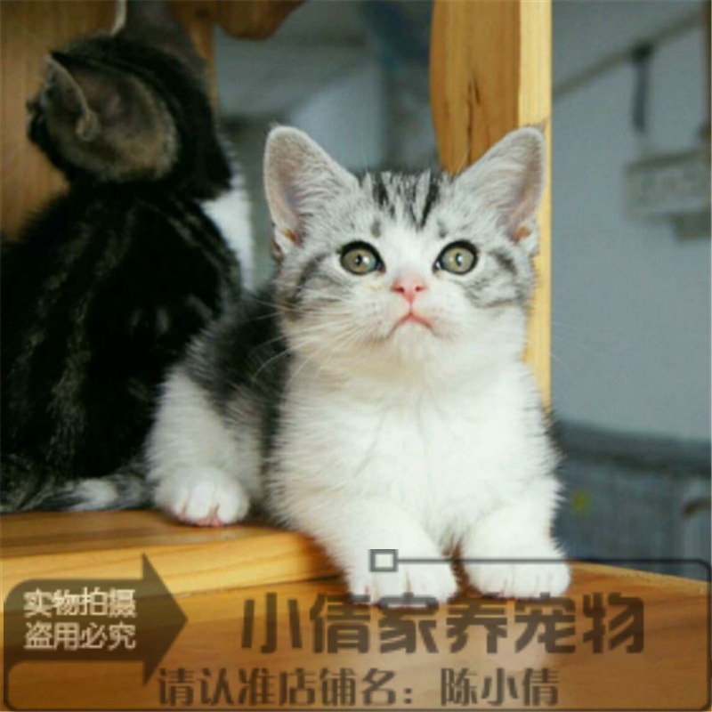 美国短毛猫美短银虎斑标斑宠物猫幼猫咪活体纯种健康萌宠包邮x