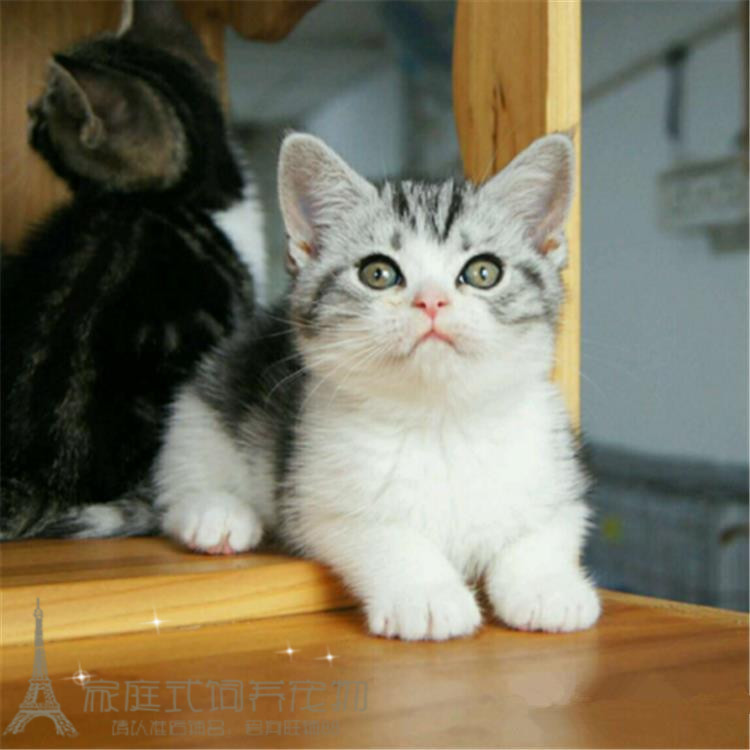 美国短毛猫美短银虎斑标斑宠物猫幼猫咪活体纯种健康萌宠包邮p