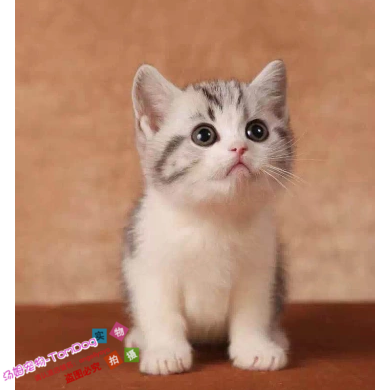 宠物活体纯种美国短毛猫标斑银虎斑美短加白起司猫幼猫可爱g