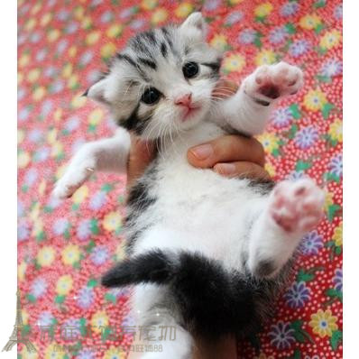 出售宠物活体小猫咪纯种美国短毛猫标斑银虎斑美短加白立耳幼猫p