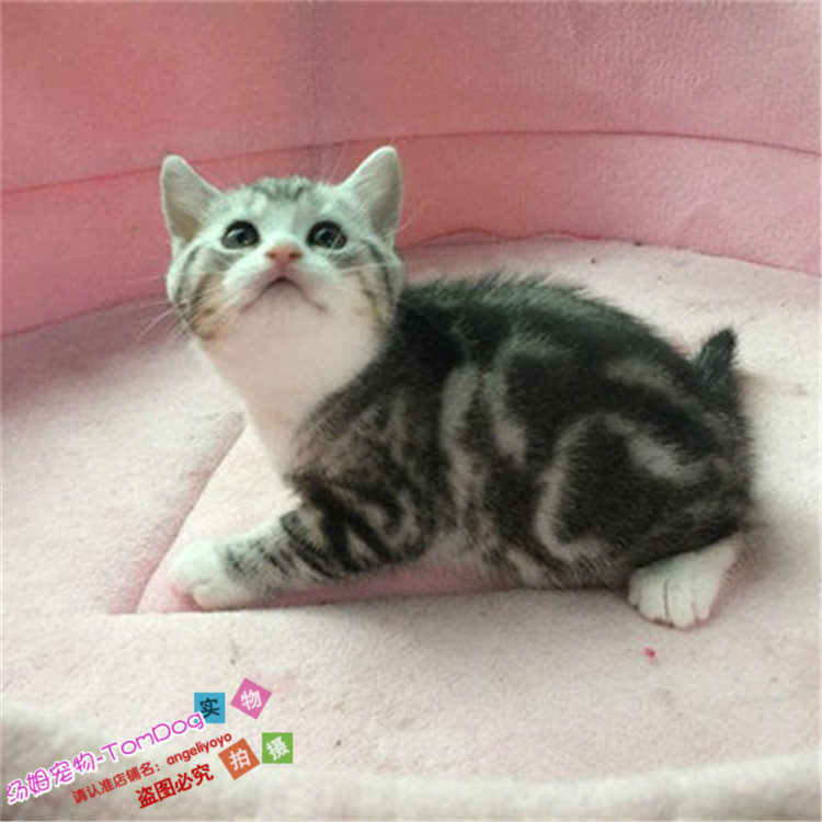 宠物活体小猫咪纯种美国短毛猫标斑银虎斑美短加白立耳幼猫出售g