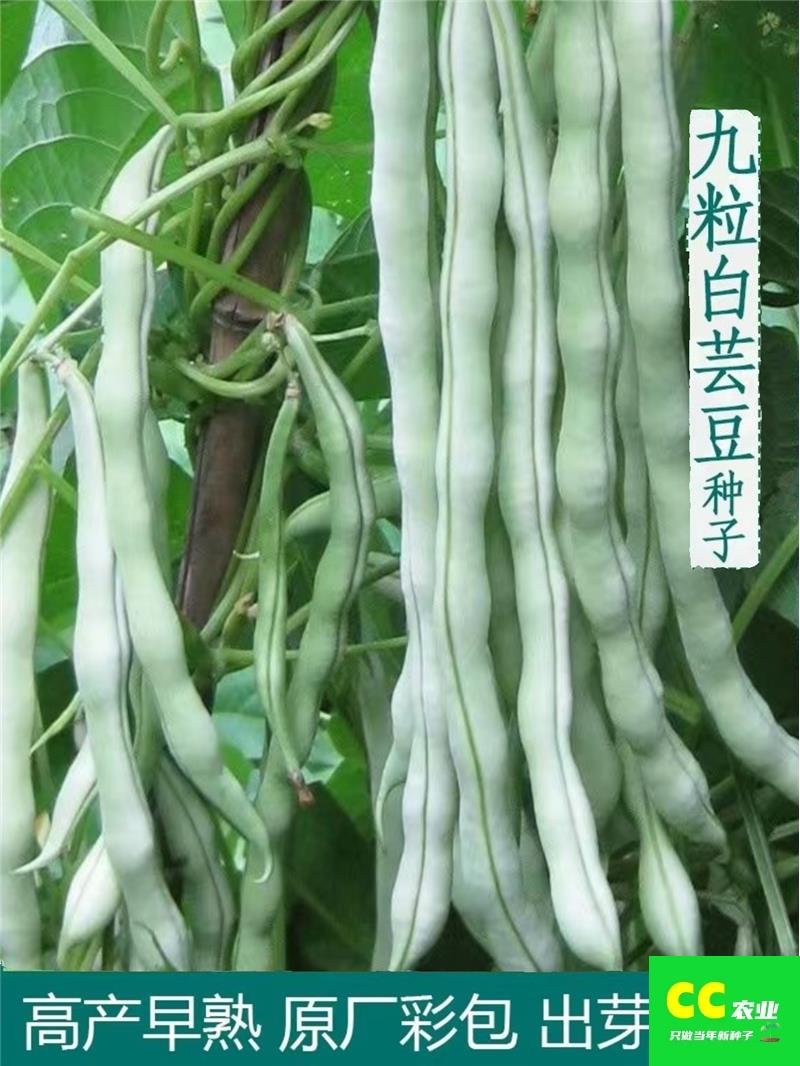 九粒白豆角种子摘不败四季豆芸豆种籽阳台盆栽春秋季蔬菜种子
