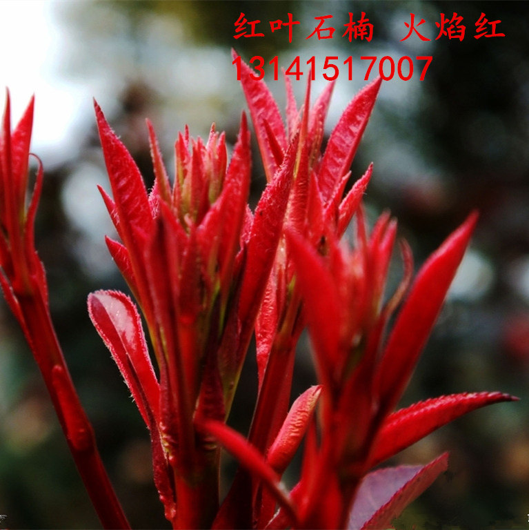 红叶石楠种子新采火焰红优质盆栽鲁宾斯造型树红罗宾绿化红色树种