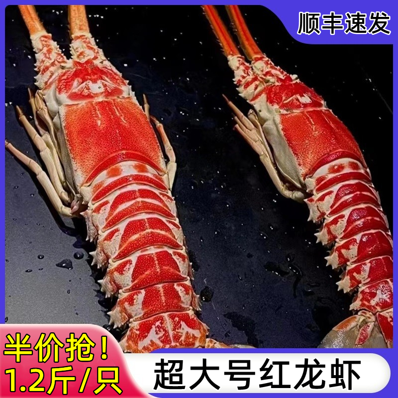 红龙虾鲜活超大冷冻海虾特大速冻海鲜玫瑰龙虾角脊龙虾长角龙虾