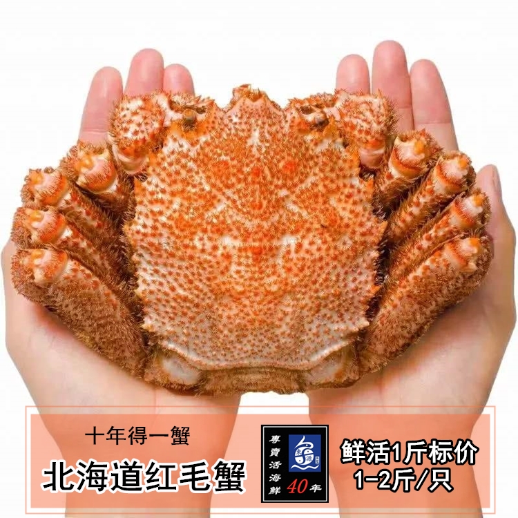 俄日海域1斤价深海鲜活捕刺身级北海道红毛蟹1-2斤/只 日本名蟹