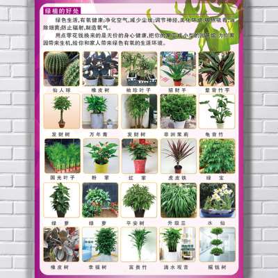 花卉绿植园林盆栽盆景室内装饰植物花店样品展示挂图海报贴纸壁画