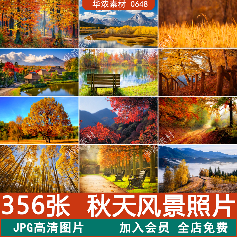 秋天美景树林落叶枯叶黄叶高清自然风景JPG图片喷绘PS合成素材