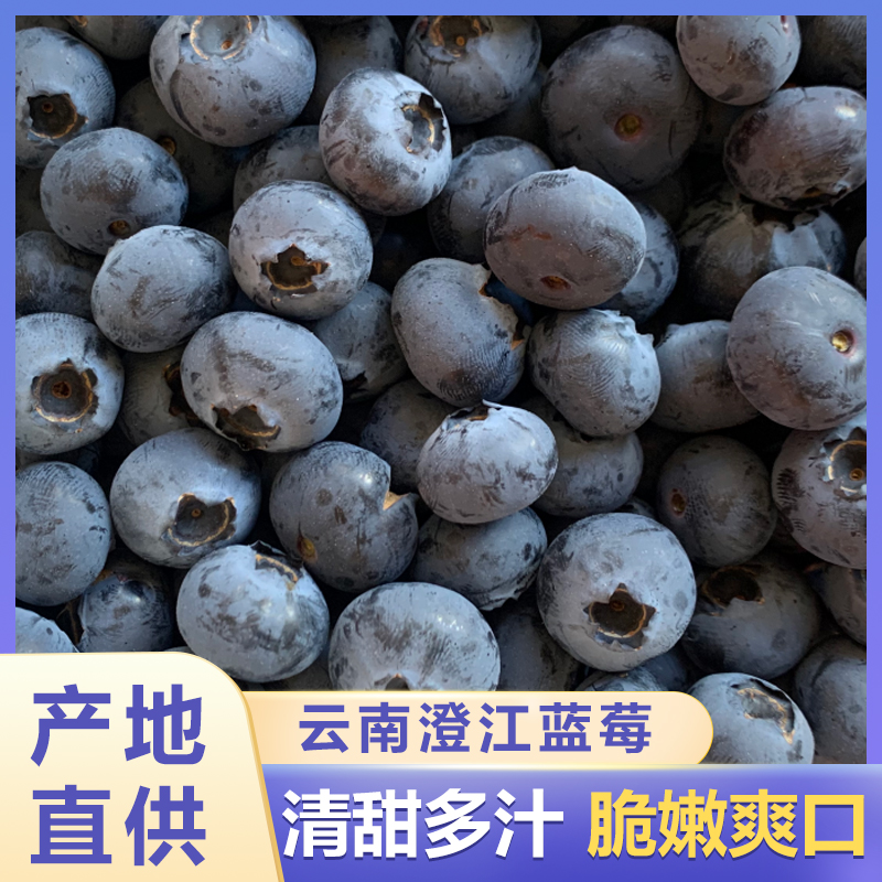 【顺丰空运25玫瑰香】云南高原露天生态蓝莓新鲜采摘发货125克/盒