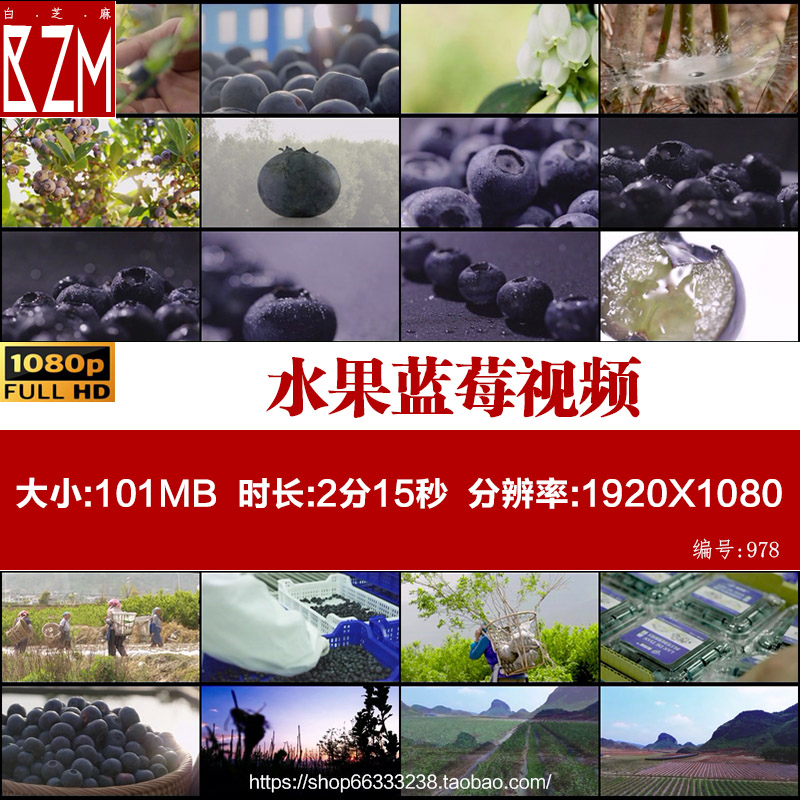 高清实拍水果蓝莓视频素材种植基地收获季节采摘特写镜头成熟庄园