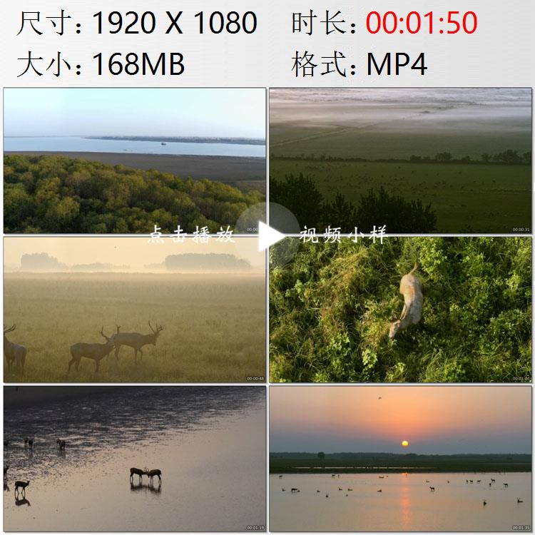 航拍湖北石首麋鹿自然保护区平静的长江水江畔湿地实拍视频素材