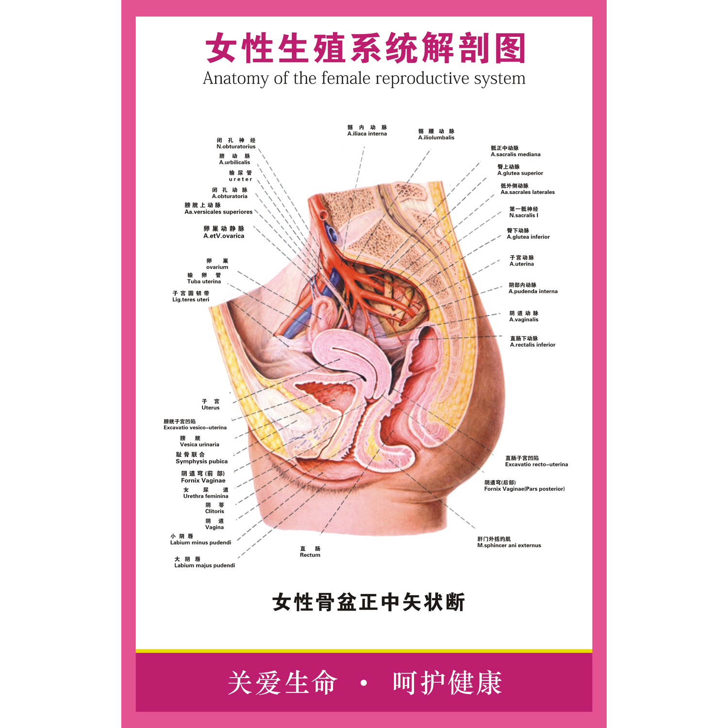 医学人体器官医学挂图 女性生殖系统结构解剖图 妇科医用解剖海报