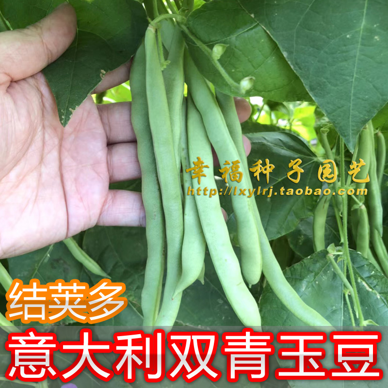 广东适合的四季豆种子 意大利玉豆 豆角 架豆种子 秋播 高出芽率