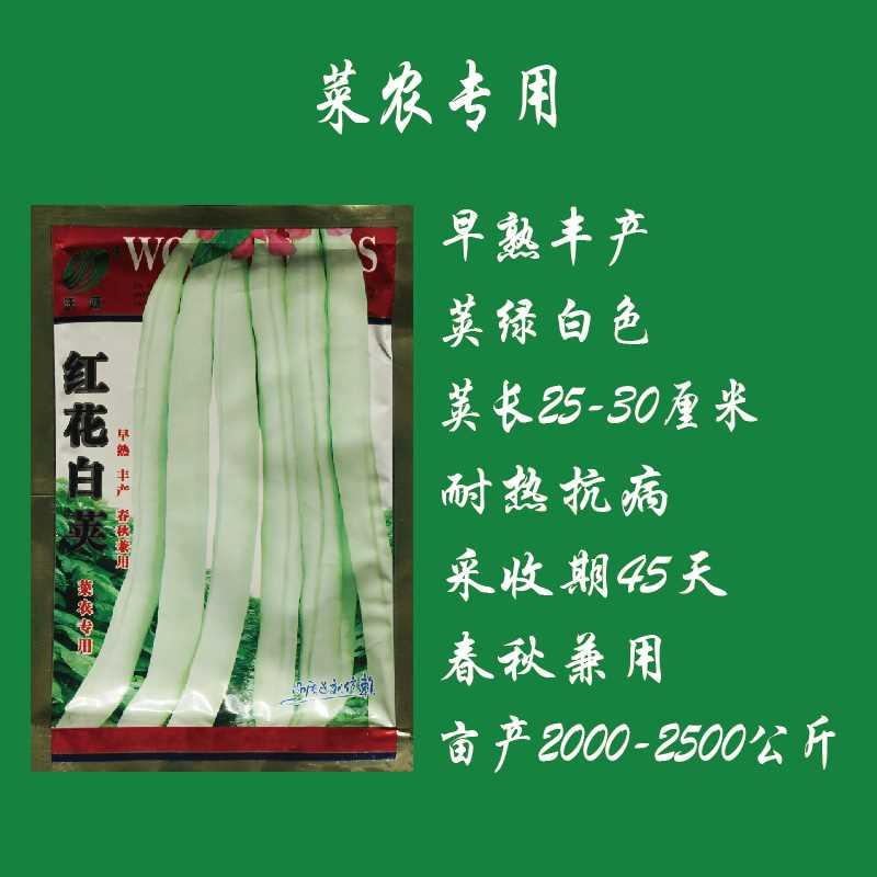 红花菜农【】白荚专用四季豆种籽豆角种子四季播蔬菜种子高产抗病
