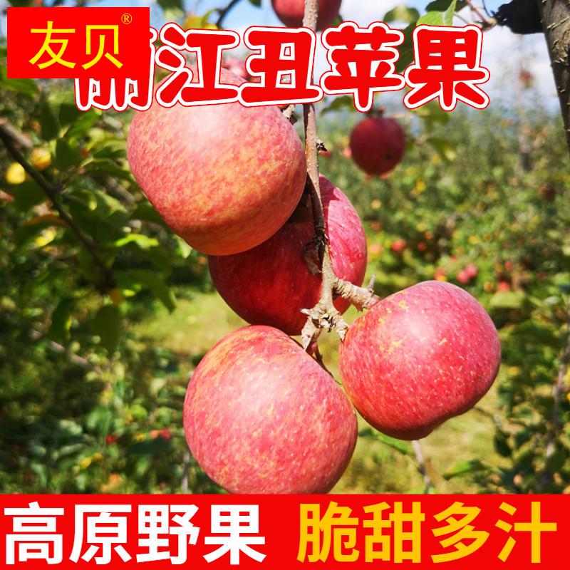 云南丽江宁蒗冰糖心丑苹果5/9斤脆甜应季现摘整箱高原丑苹果整箱