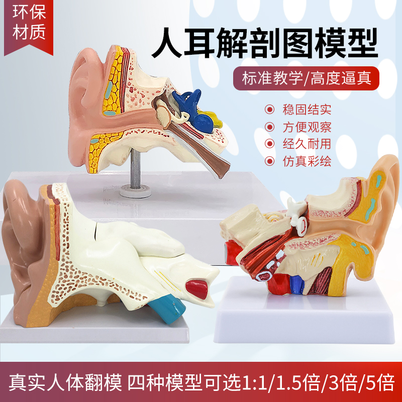 耳模型桌上型耳解剖模型外中内耳部听觉系统器官耳朵构造教学医学
