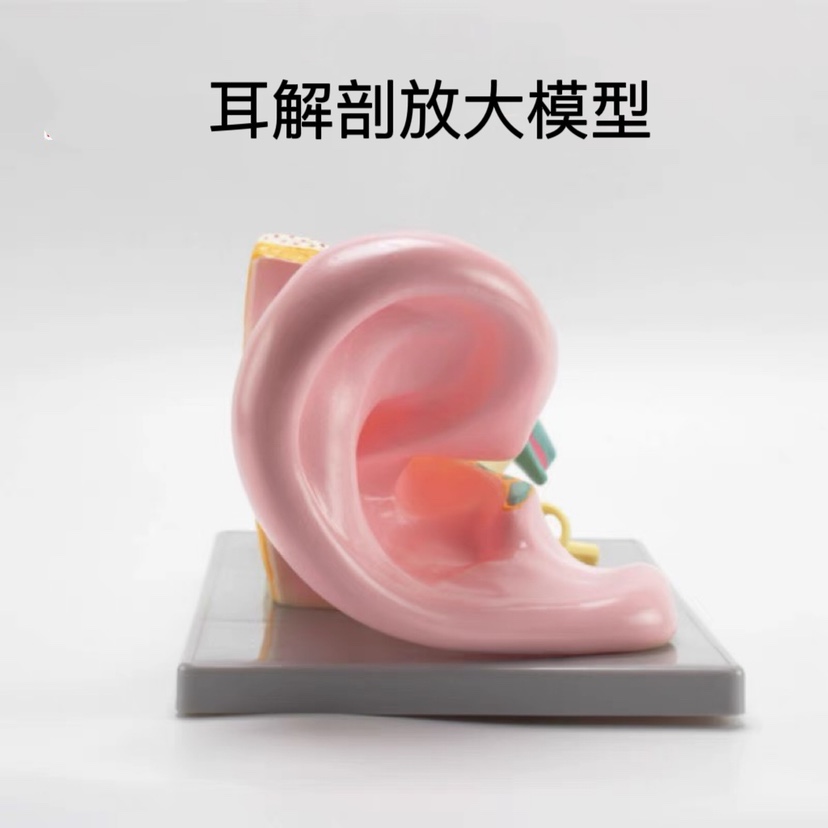耳解剖放大模型生物教学人体大耳朵构造美术幼儿科学实验室教学仪