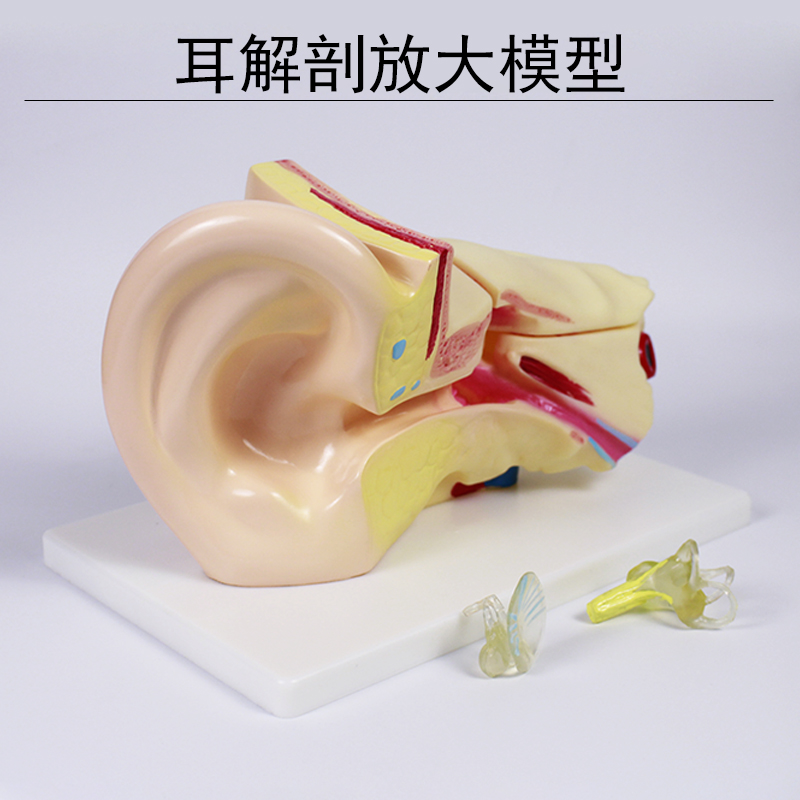耳模型桌上型耳解剖模型外中内耳部听觉系统器官耳朵构造教学医学解剖放大模型