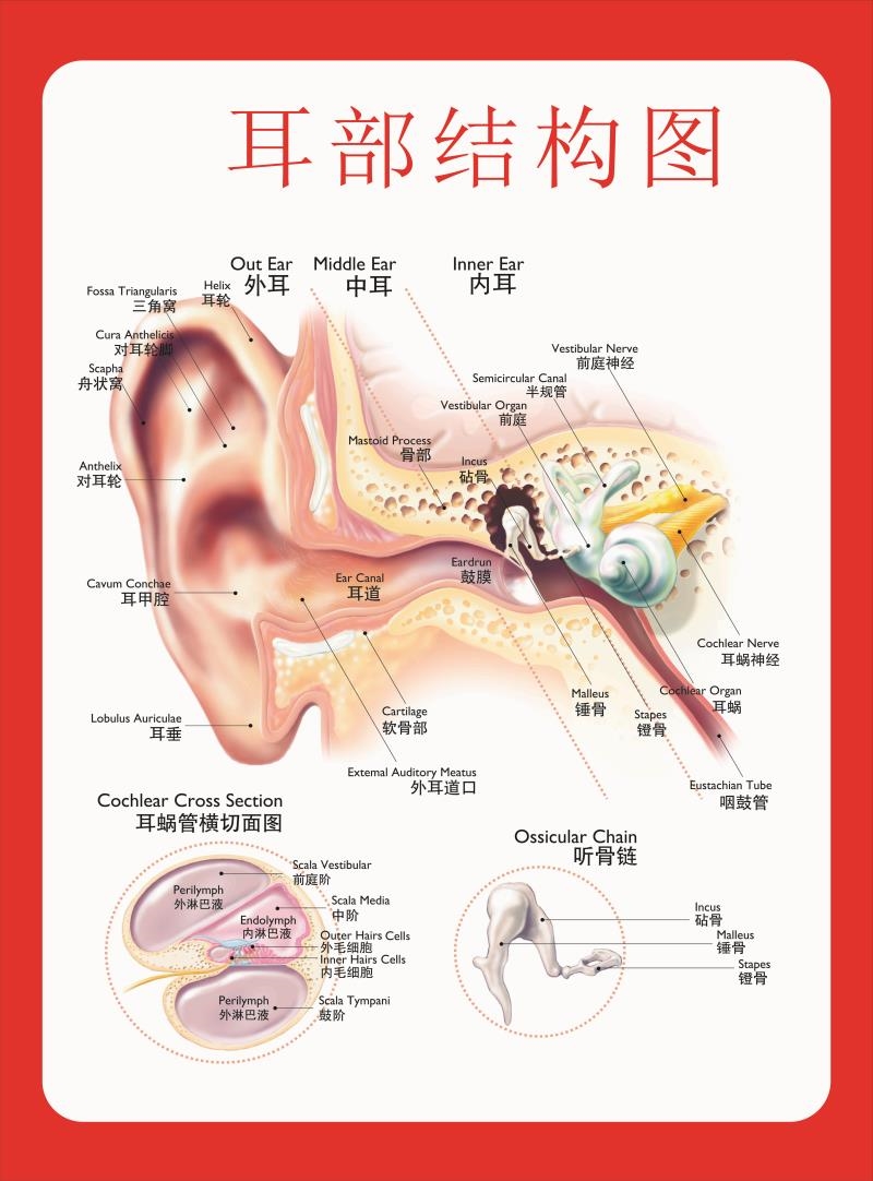 双耳解剖图耳朵的构造图耳部结构图听力损失分级中英文医学挂图