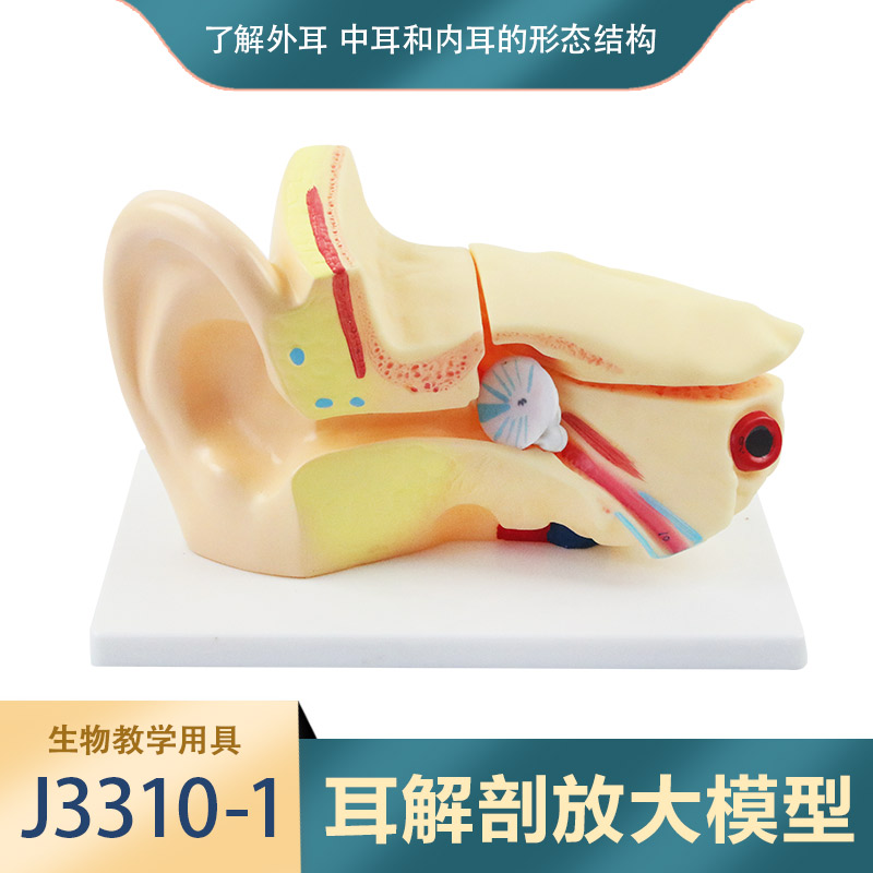 耳解剖放大模型生物教学人体大耳朵构造美术幼儿科学实验室教学仪器J3310耳解剖模型教学仪器实验器材