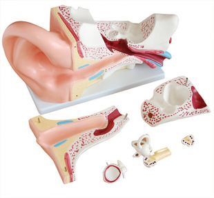 新型大耳解剖模型5倍放大 人耳朵解剖构造模具 内中外耳结构模型