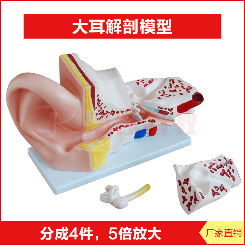 大耳解剖模型 耳朵内部构造示教学模具 外耳中耳内耳 平衡器官