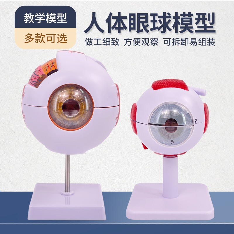 人体眼球模型放大眼睛眼球结构构造解剖模型教学仪器眼珠玩具医学