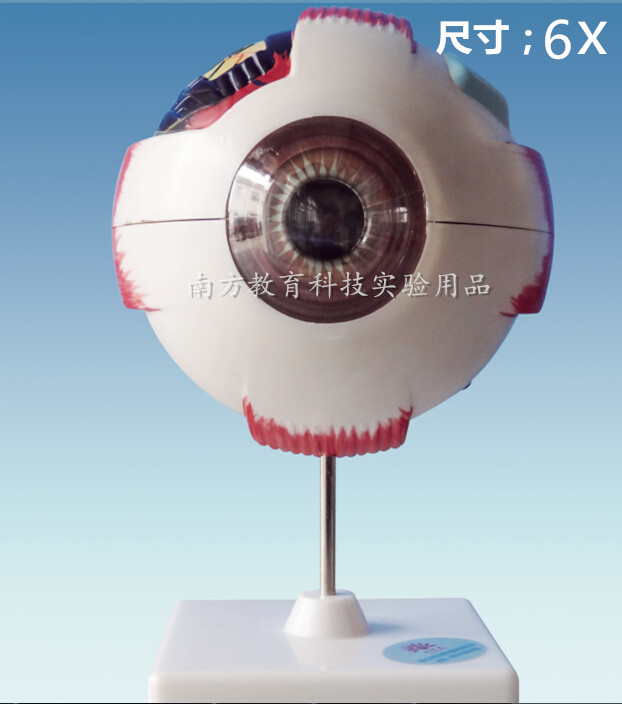 33205眼球解剖模型 6倍放大 人体眼睛构造 生物科学 医学教学仪器