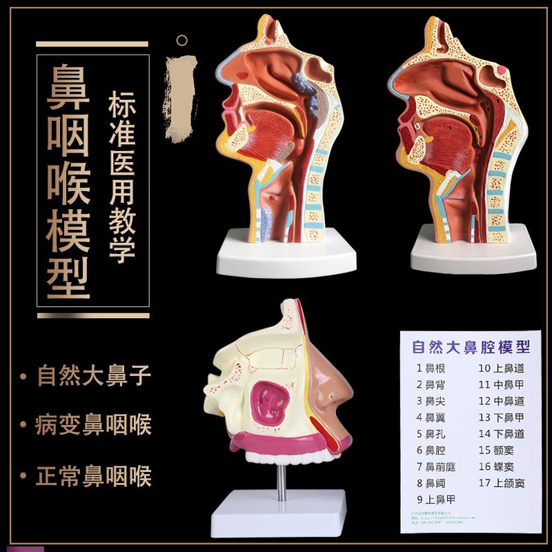 人体鼻腔解剖h模型口腔咽喉构造鼻子模型医院用医患沟通教学模