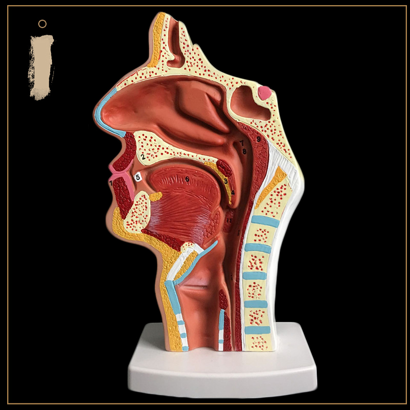 人体鼻腔解剖模型 n口腔咽喉构造鼻子模型 医院用医患沟通教学模