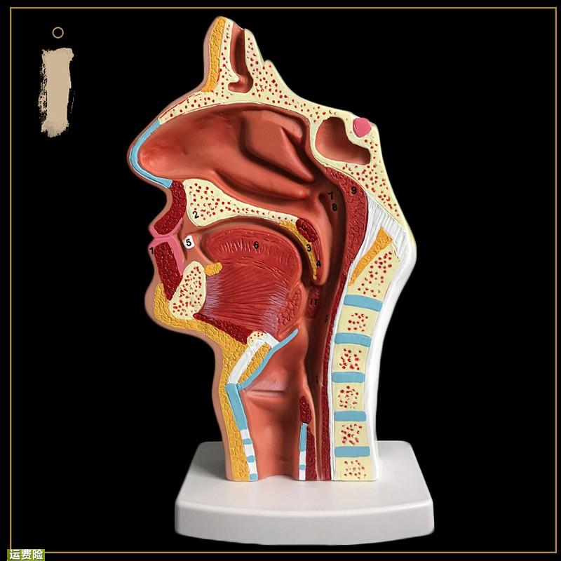 人体鼻腔解剖模型口腔咽喉构造鼻子模型医院用医患沟通教学模型
