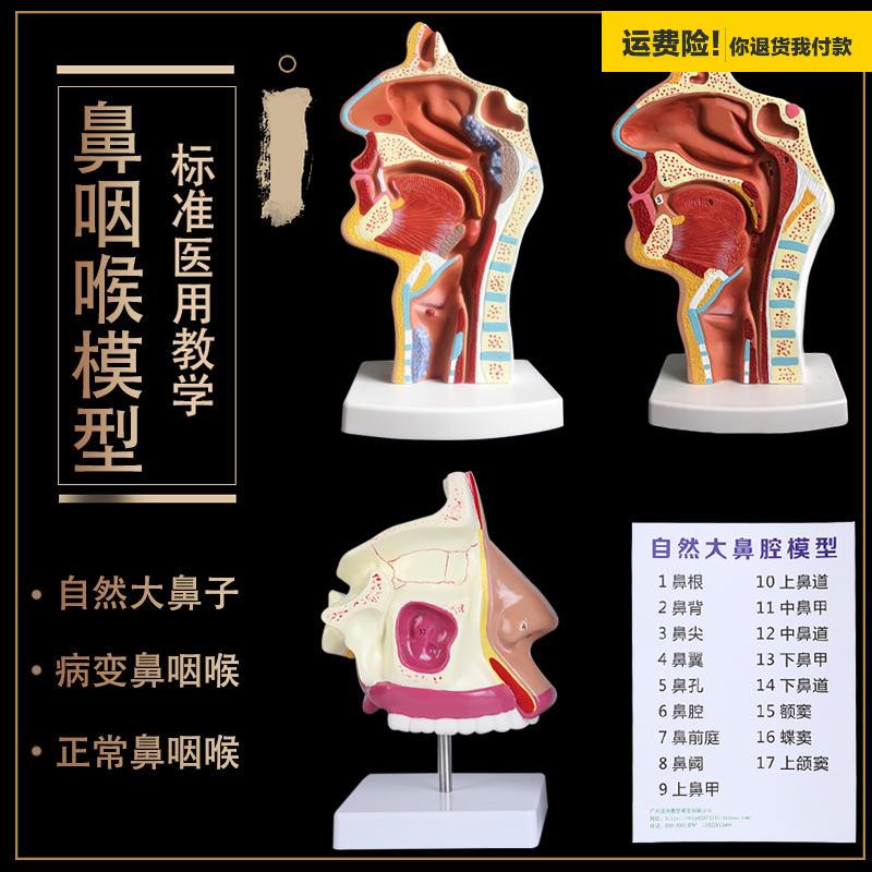 .人体鼻腔解剖模型口腔咽喉构造鼻子模型医院用医患沟通教学模