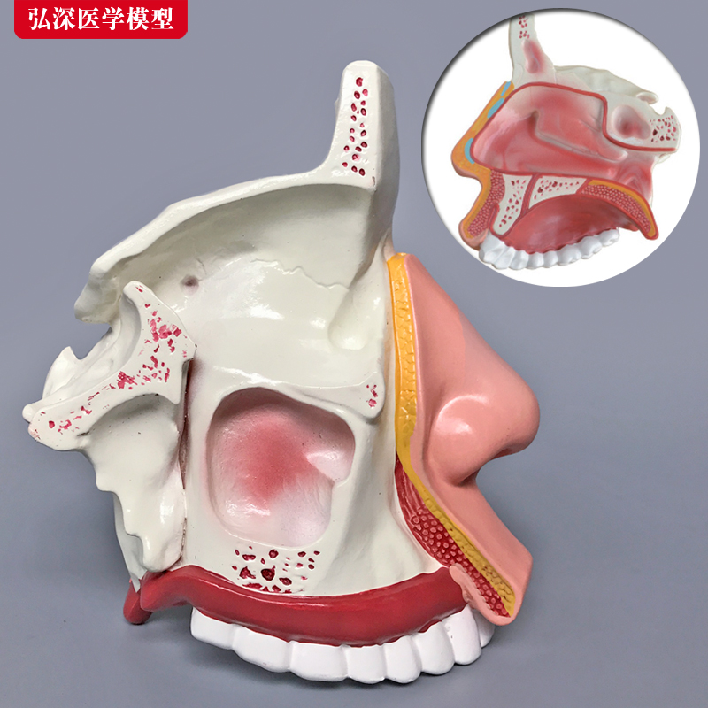 鼻腔模型鼻腔解剖模型鼻子内部构造耳鼻喉五官脸结构教学医学教具