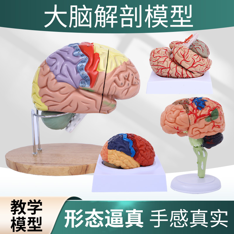 脑模型脑功能区域色分模型 人体大脑解剖 人脑动脉构造脑血管神经